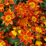 Bidens Sunbird Red Yellow